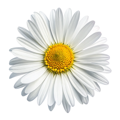 Daisy flower png image
