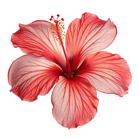 Red hibiscus flower png