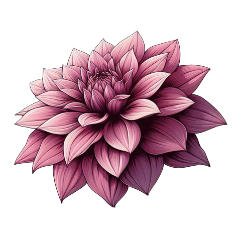 Beautiful Dahlia flower illustration png