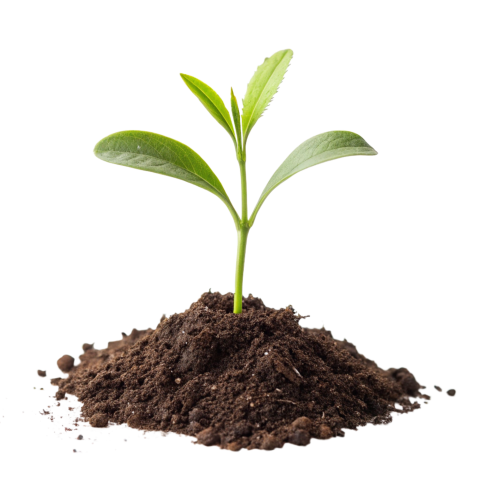 Growing Green plant png