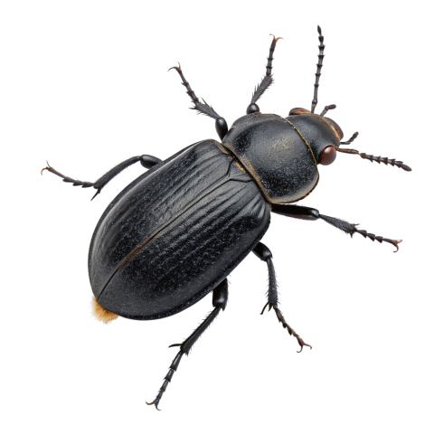 Black carrion beetle png image