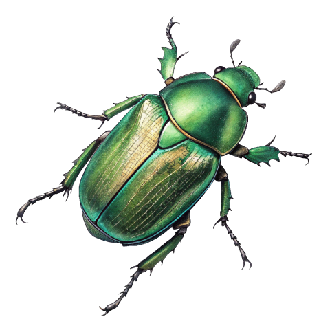 Green scarab beetle png image