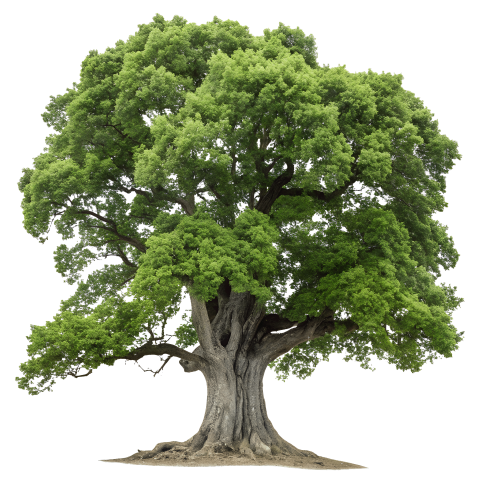 Green old big tree png image