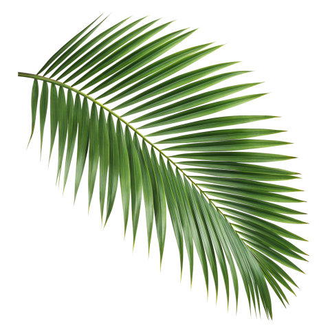 Green Palm Leaf on Transparent Background Png