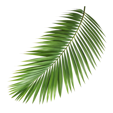 Palm Leaf Branch Png Image