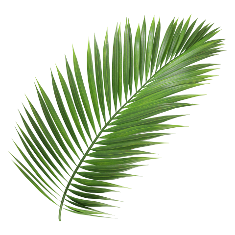Green Palm Leaf Branch on Transparent Background Png