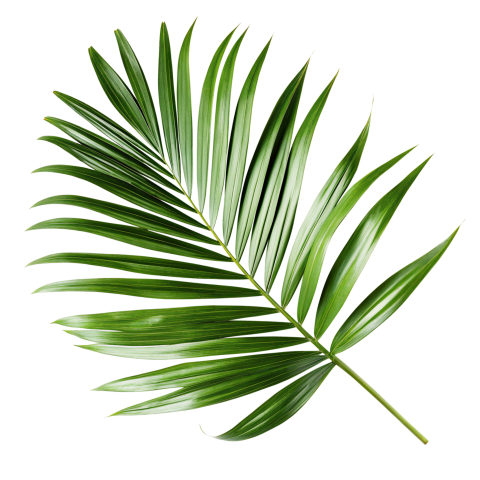 Green Palm Leaf on Transparent Background Png