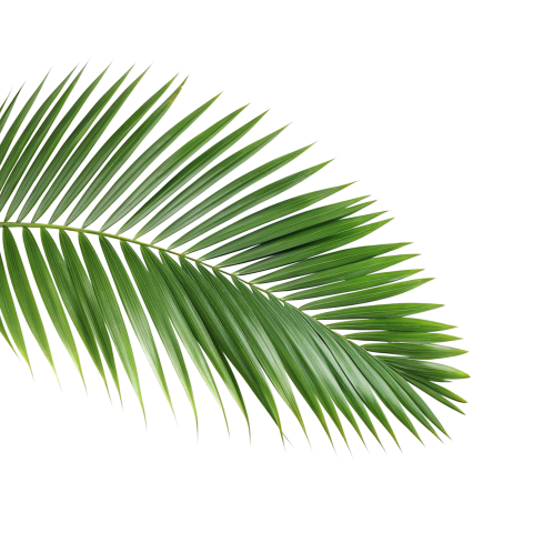 Green Palm Leaf on Transparent Background Png