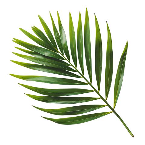 Green Palm Leaf on Transparent Background Png