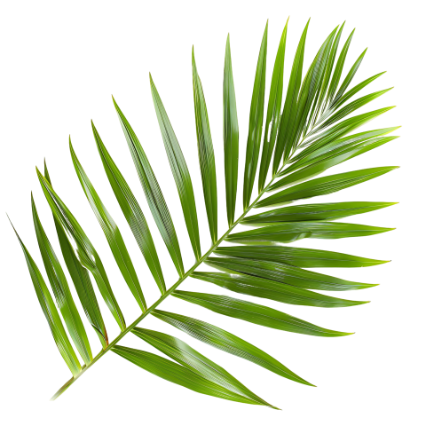 Green Palm Leaf on Transparent Background Png