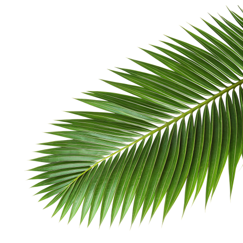 Green Palm Leaf Branch on Transparent Background Png
