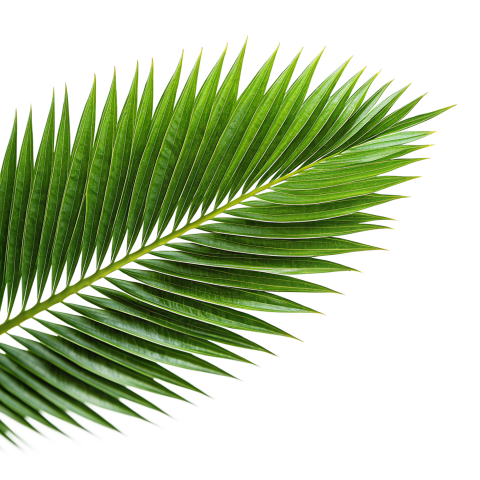 Green Palm Leaf Branch on Transparent Background Png