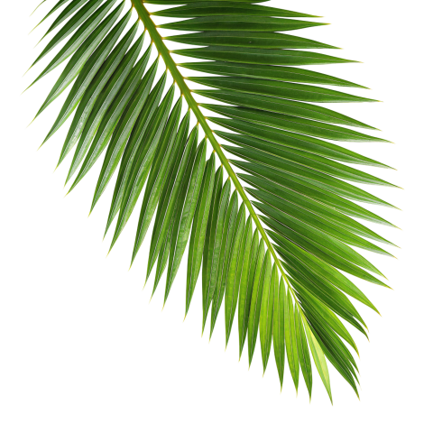 Green Palm Leaf Branch on Transparent Background Png