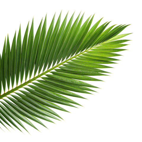 Green Palm Leaf Branch on Transparent Background Png