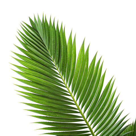Green Palm Leaf Branch on Transparent Background Png