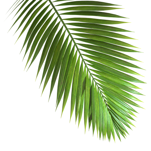 Green Palm Leaf Branch on Transparent Background Png