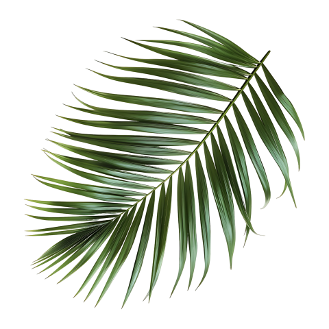 Green Palm Leaf Branch on Transparent Background Png