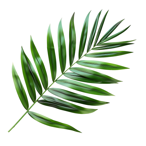 Green Palm Leaf Branch on Transparent Background Png