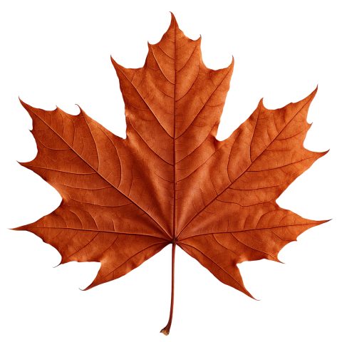 Brown Maple Leaf on Transparent Background Png