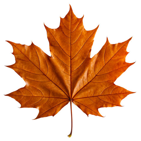 Brown Maple Leaf on Transparent Background Png