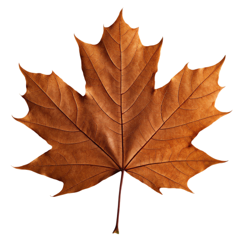 Brown Maple Leaf Png