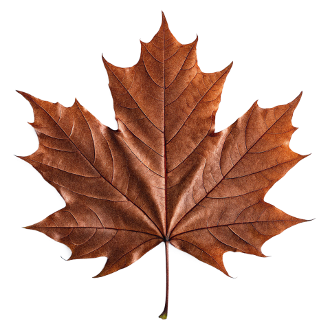 Brown Dry Maple Leaf on Transparent Background Png