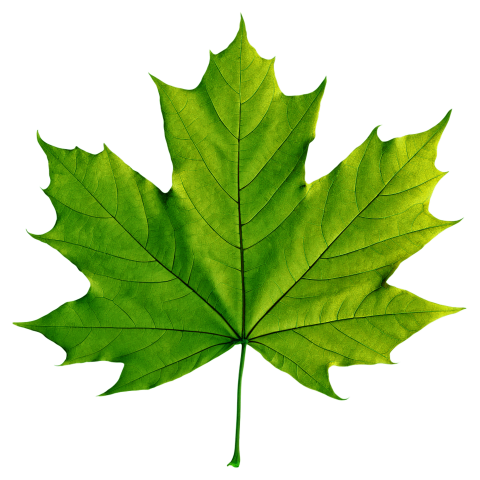 Green Maple Leaf on Transparent Background Png