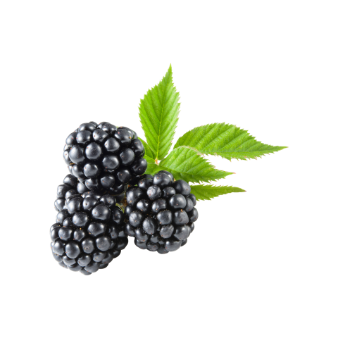 Blackberry Png Free Download