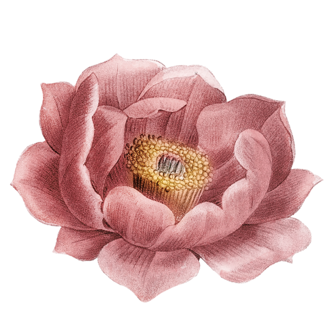Vintage Flower Png Free Download