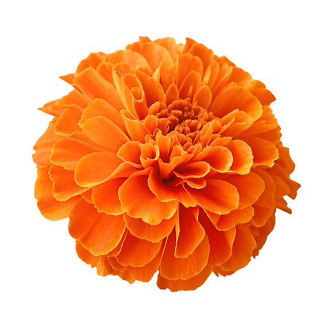 Marigold flowers png