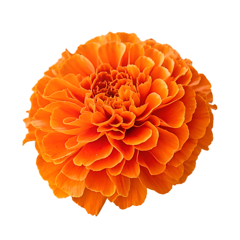 Marigold flowers png