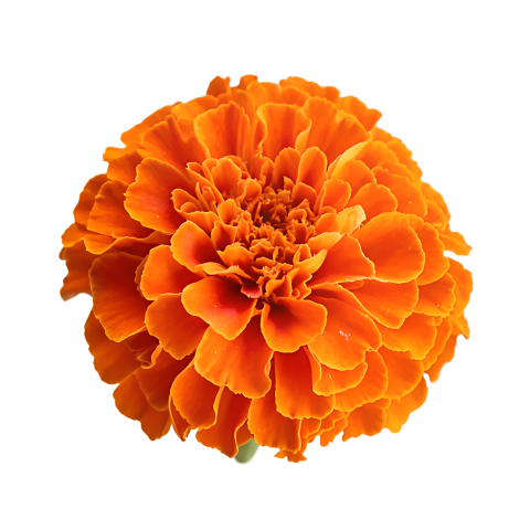 Marigold flowers png