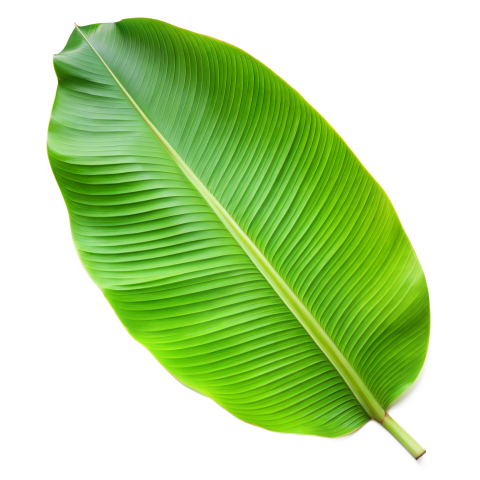 Green Banana Leaf with Detailed Texture on Transparent Background