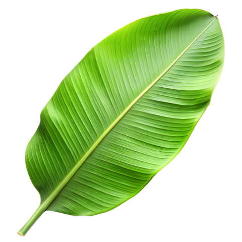 Green Banana Leaf with Detailed Texture on Transparent Background