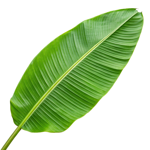Green Banana Leaf with Detailed Texture on Transparent Background