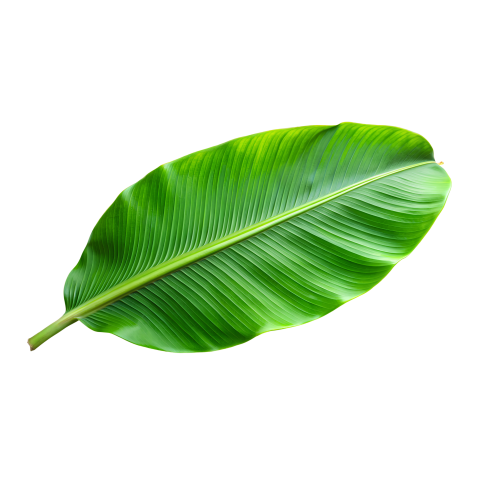 Green Banana Leaf Png