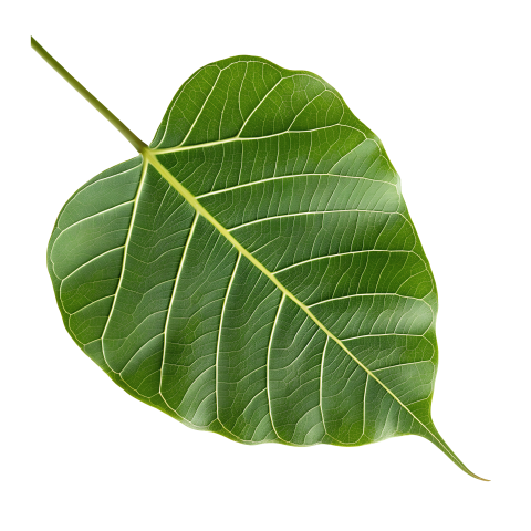 Green Bodhi Leaf with Transparent Background Png