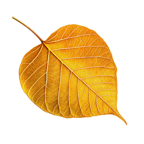 Golden bodhi leaf isolated on a transparent background
