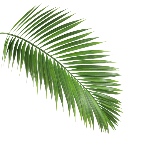 Green Palm Leaf on Transparent Background