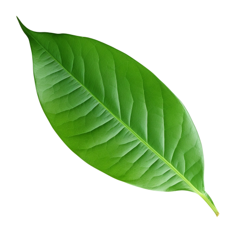 Green Leaf on Transparent Background Png