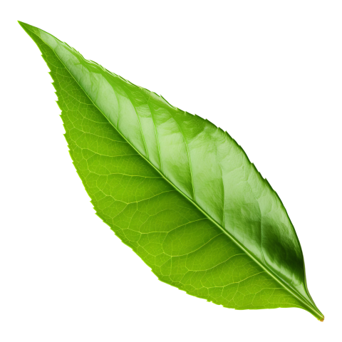 Green Leaf on Transparent Background Png