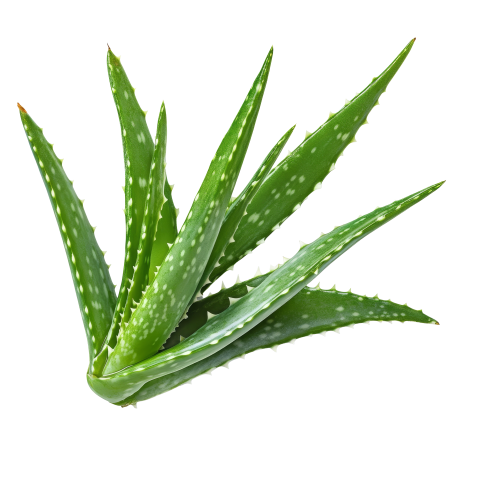 Green Aloe Vera Plant Leaves on Transparent Background