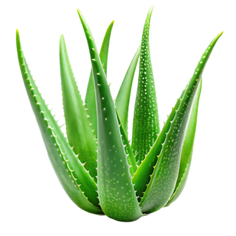 Green Aloe Vera Plant Leaves on Transparent Background