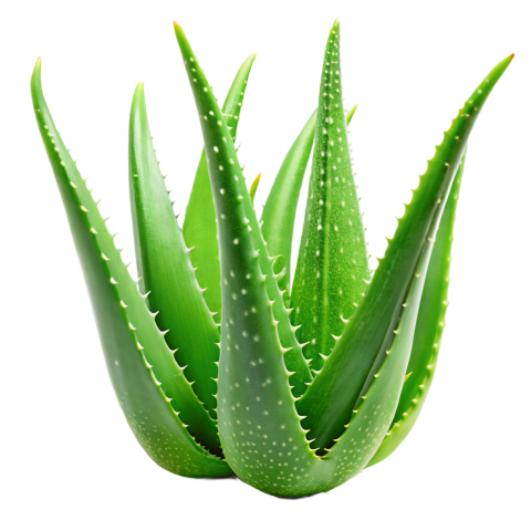 Green Aloe Vera Plant Leaves on Transparent Background