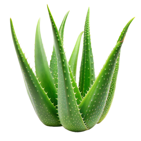 Green Aloe Vera Plant Leaves on Transparent Background