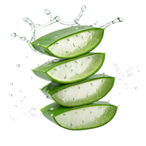 Fresh Aloe Vera Slices on Transparent Background Png