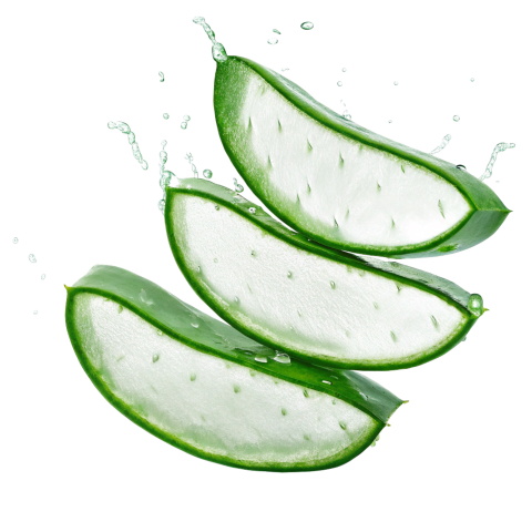 Fresh Aloe Vera Slices on Transparent Background Png