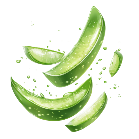 Fresh Aloe Vera Slices Floting on Transparent Background Png