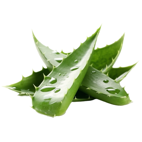 Aloe vera leaf with water droplets on transparent backkground