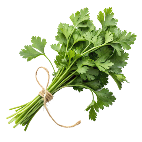 Fresh bunch of coriander leaves tied toget on transparent background